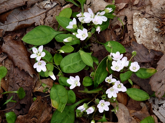 {Claytonia caroliniana}